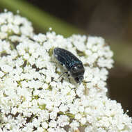 Image of Acmaeoderella villosula (Steven 1830)