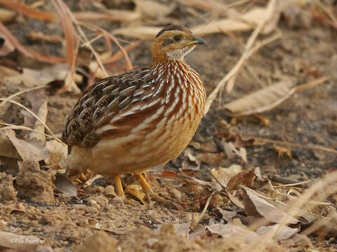 Imagem de Campocolinus albogularis buckleyi (Ogilvie-Grant 1892)