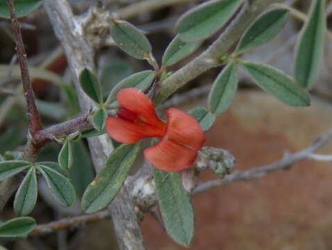 Image of Indigofera sessilifolia DC.