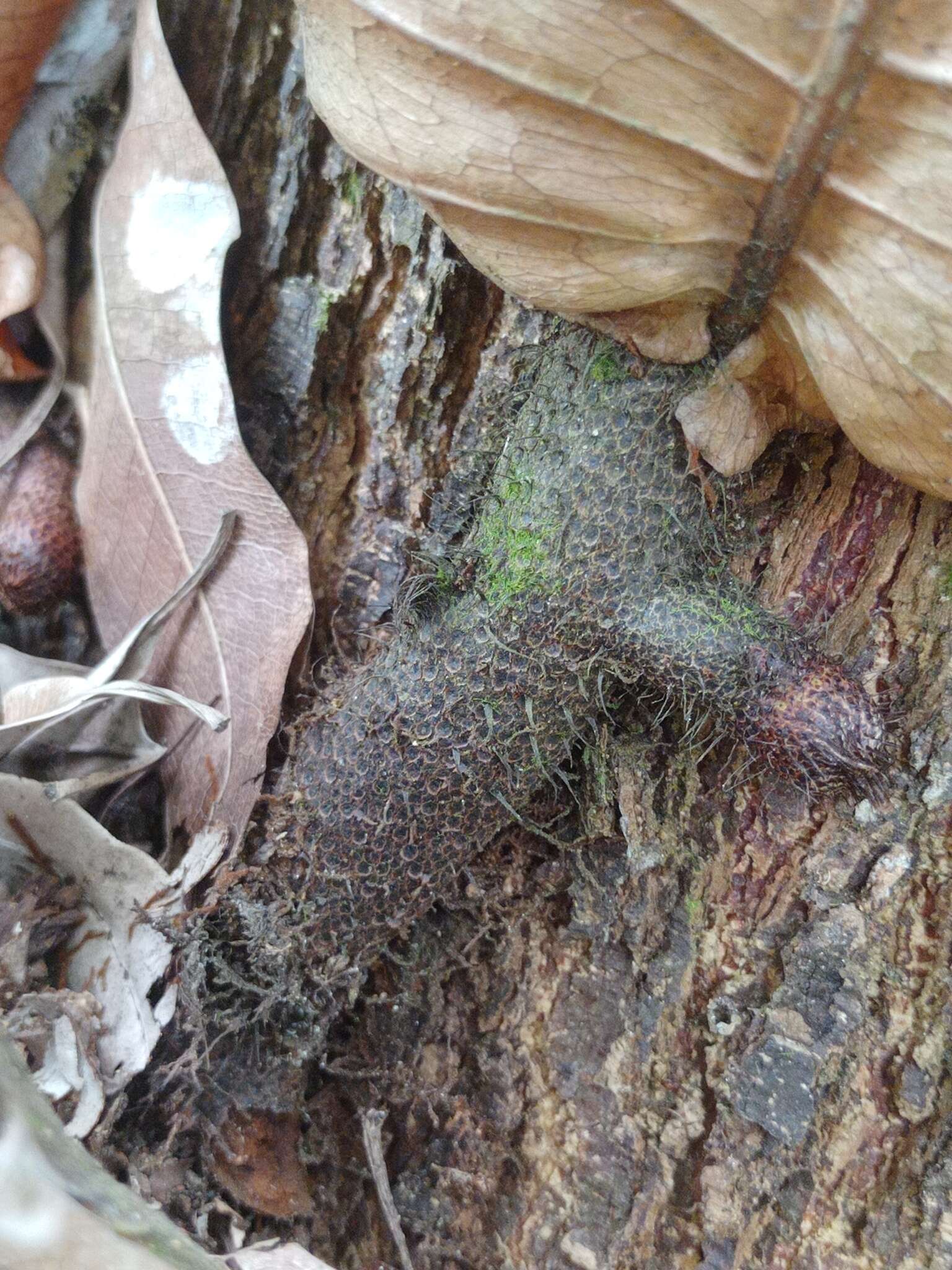 Image of Aglaomorpha sparsisora (Desv.) Hovenkamp & S. Linds.