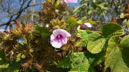 Image of Small Morning Glory