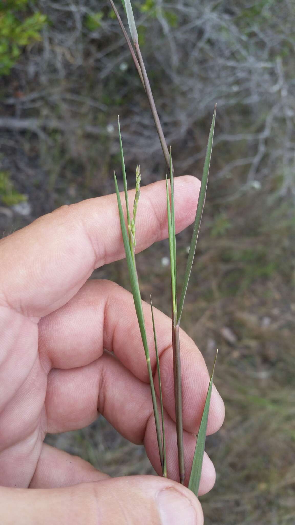 Imagem de Panicum pinetorum Swallen