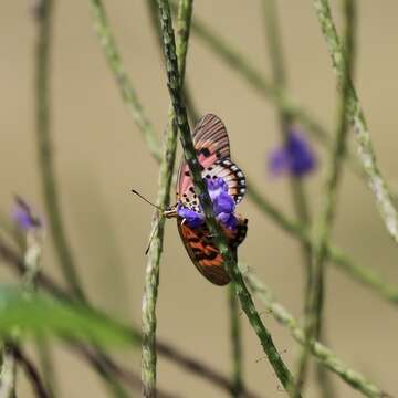 Image of Acraea cepheus Linnaeus 1758