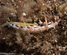 Image of Beautiful red-ring pastel slug