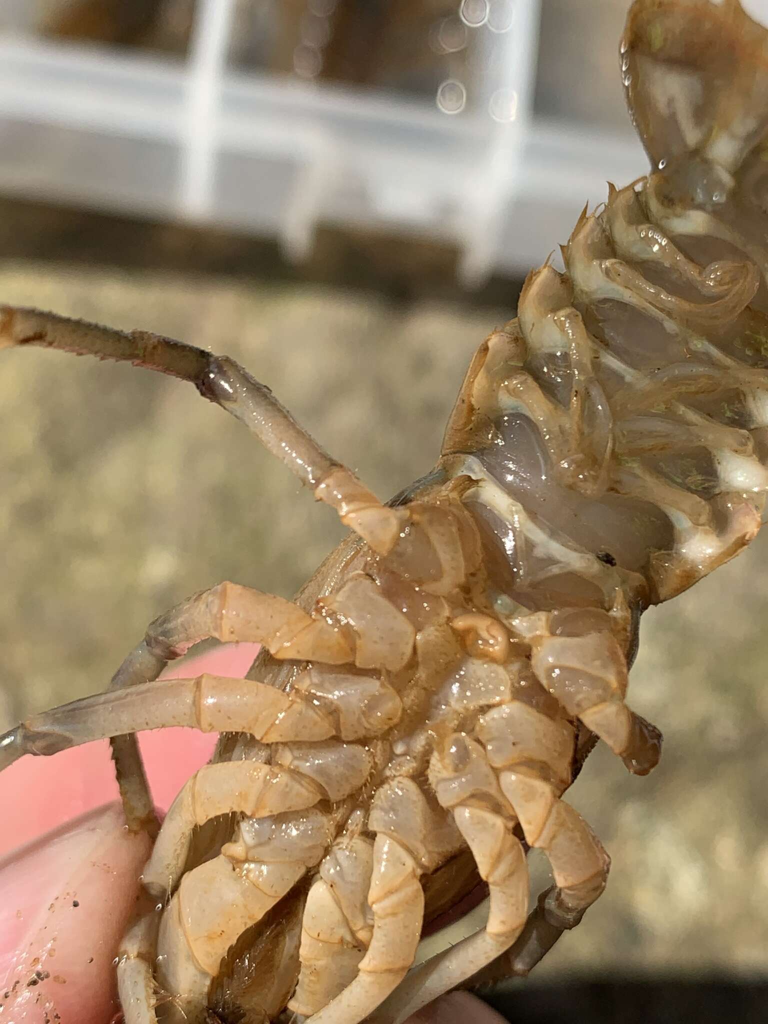 Image of Rock Crayfish