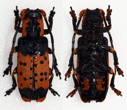 Image of <i>Sthenias varius</i> (Olivier 1792)