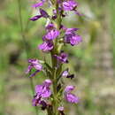 Image de Dactylorhiza iberica (M. Bieb. ex Willd.) Soó