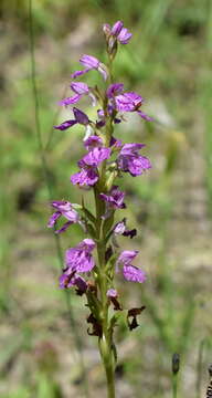 صورة Dactylorhiza iberica (M. Bieb. ex Willd.) Soó