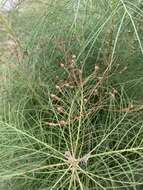 Image de Sonchus leptocephalus Cass.