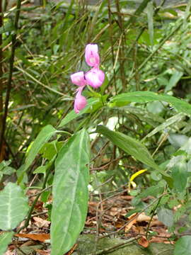 Image of Dicliptera tinctoria