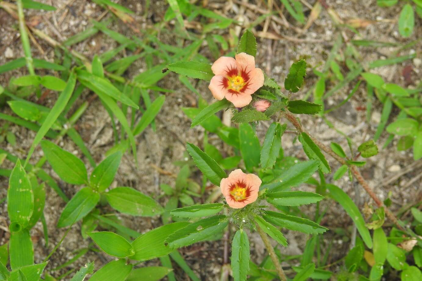 Image of bracted fanpetals