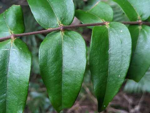 Image of Ripogonum fawcettianum F. Muell. ex Benth.