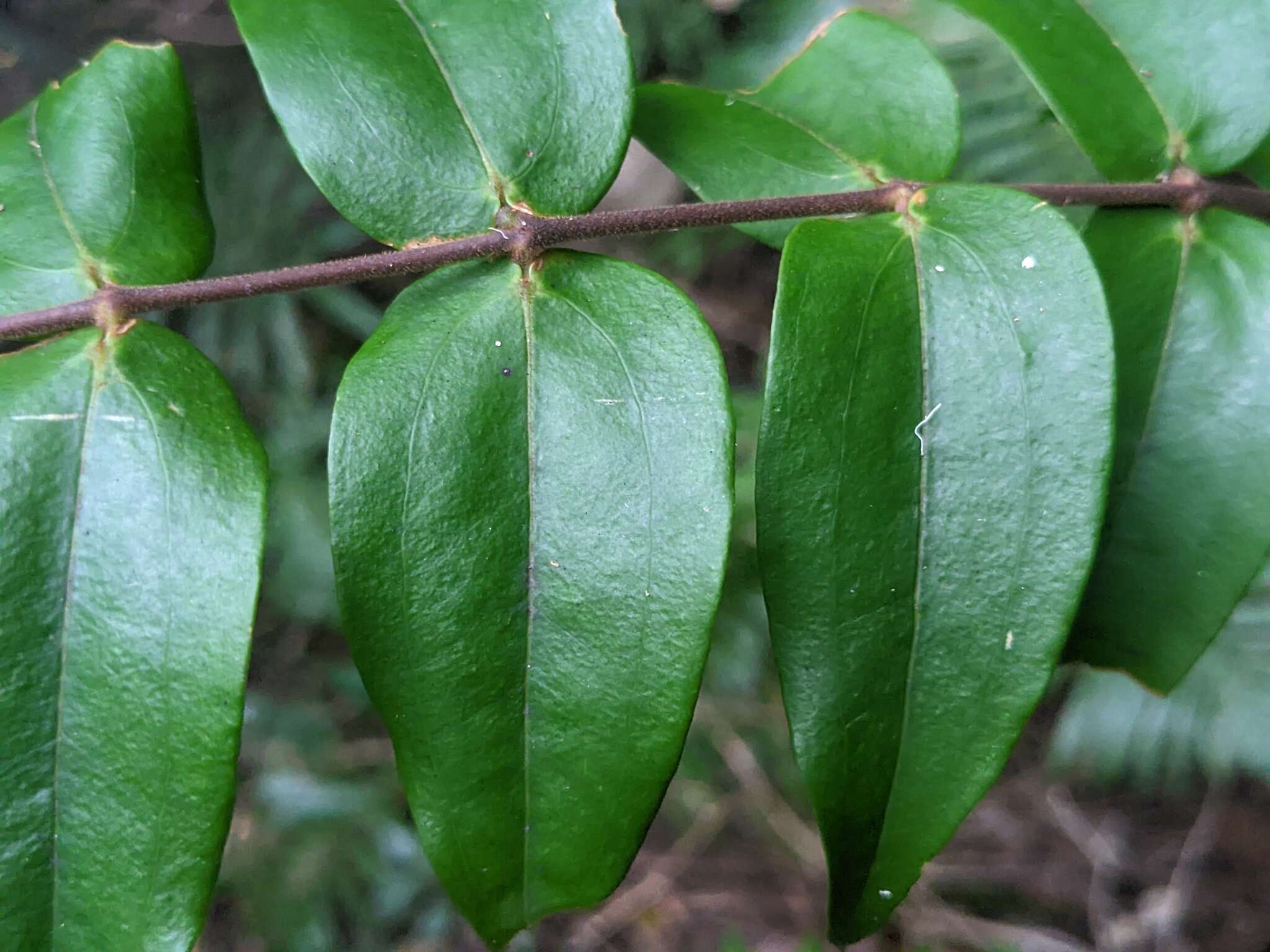 Sivun Ripogonum fawcettianum F. Muell. ex Benth. kuva