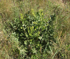 Image of perennial bastardcabbage