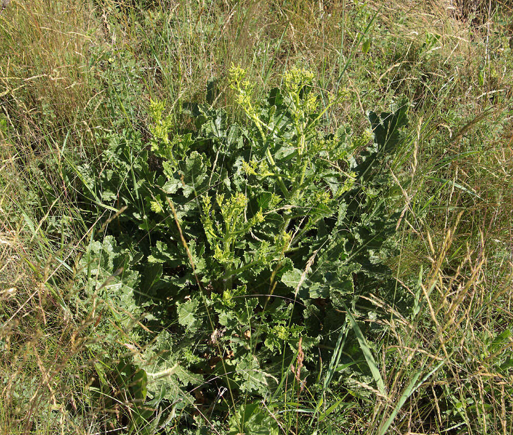 Image of perennial bastardcabbage