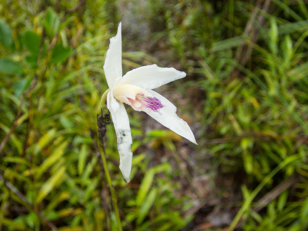 Image of Bromheadia finlaysoniana (Lindl.) Miq.