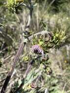 Image of Fountain Thistle