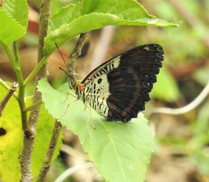 Image of Cethosia lamarckii Godart 1819