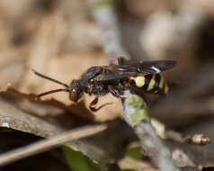 Слика од Nomada leucophthalma (Kirby 1802)