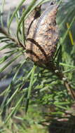 Image de Hakea gibbosa (Sm.) Cav.