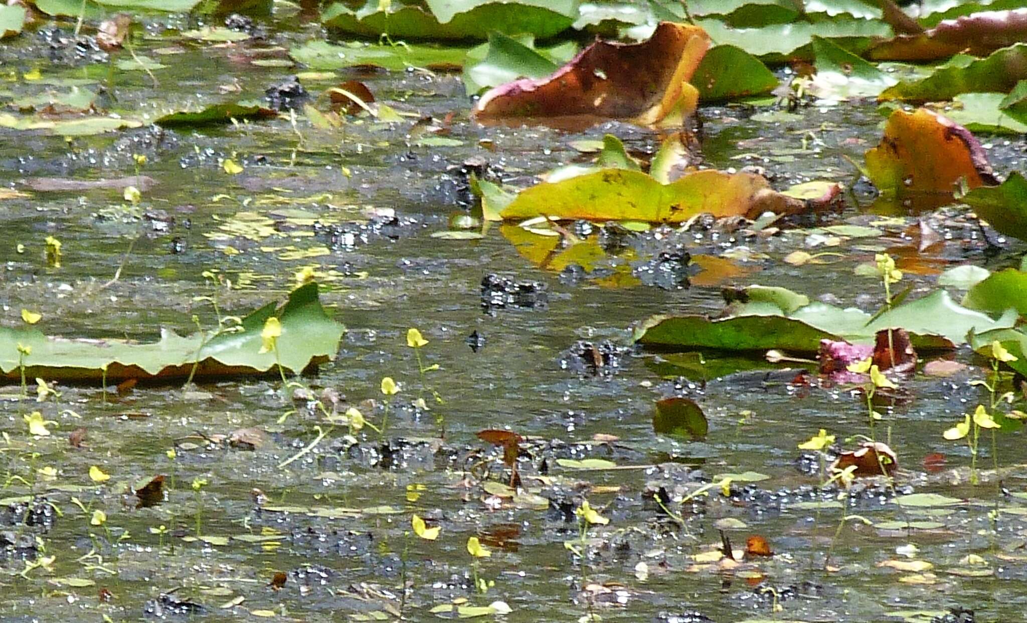 Image de Utricularia aurea Lour.