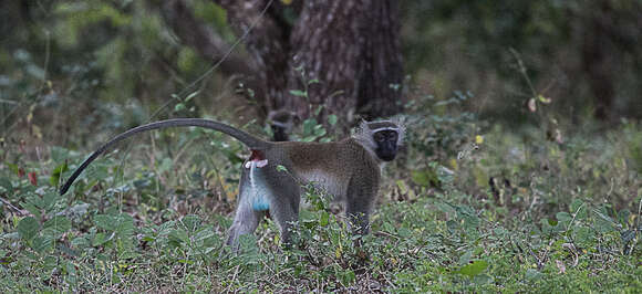 Image of Reddish-green Vervet Monkey