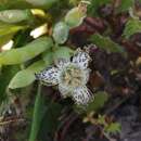 Image of Ferraria parva Goldblatt & J. C. Manning