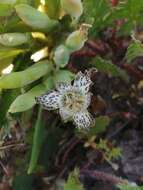 Image of Ferraria parva Goldblatt & J. C. Manning