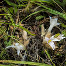 Image of Gray's broomrape