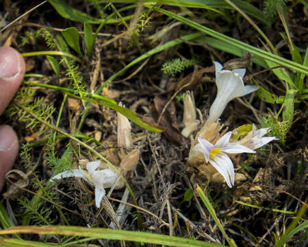 Imagem de Aphyllon californicum subsp. grayanum (Beck) A. C. Schneid.