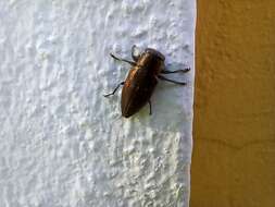 Chrysobothris dorsata (Fabricius 1787)的圖片