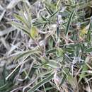 Image of Barleria oxyphylla Lindau