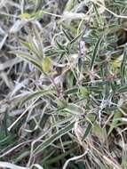 Image of Barleria oxyphylla Lindau