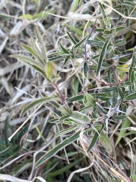 Imagem de Barleria oxyphylla Lindau