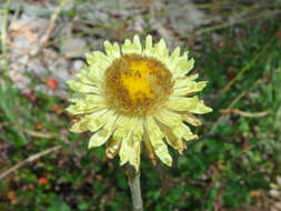 Plancia ëd Coronidium scorpioides (Labill.) Paul G. Wilson