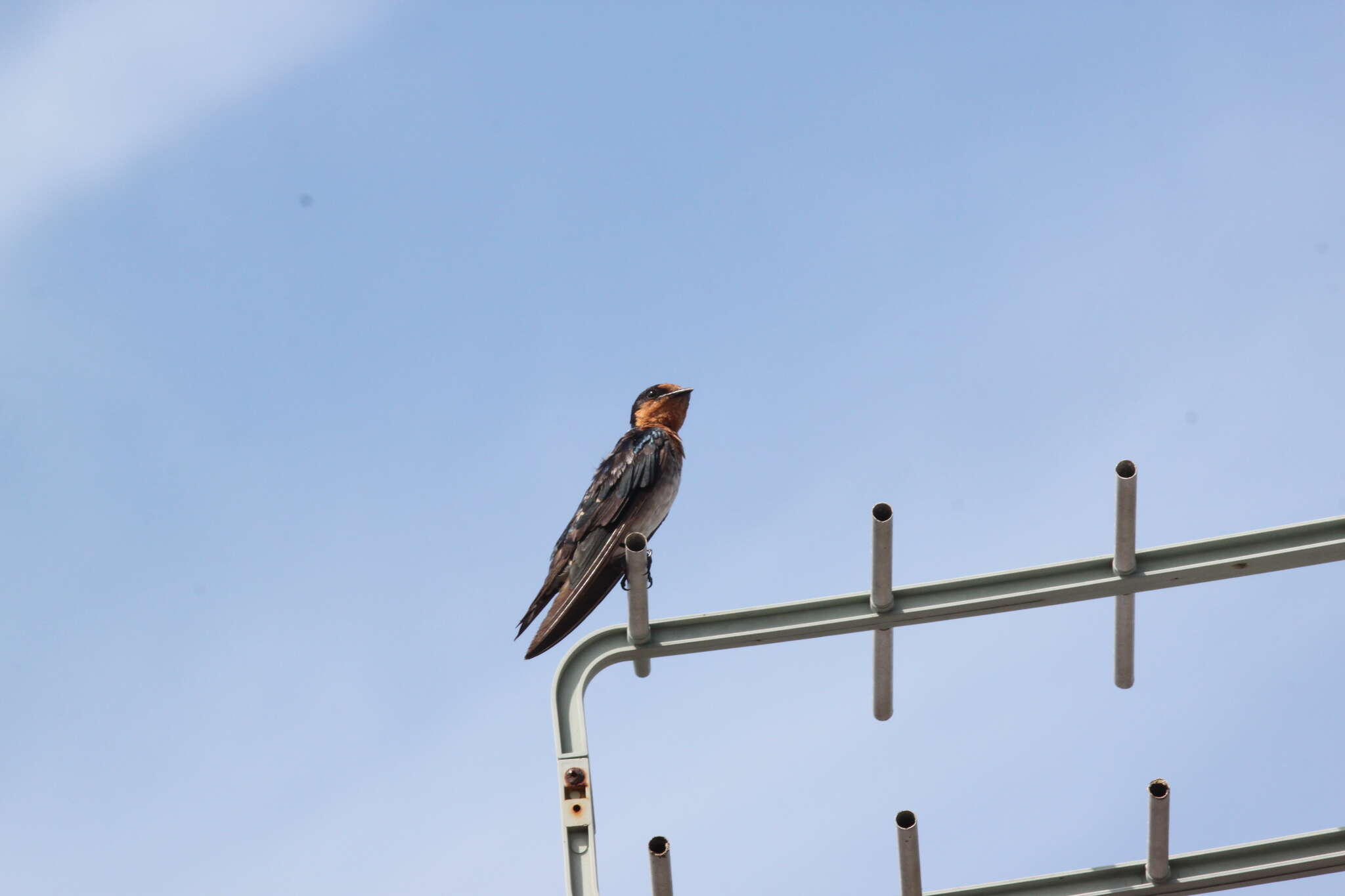 Image of Hirundo tahitica javanica Sparrman 1789