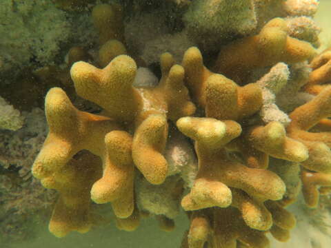 Image of Branched Finger Coral