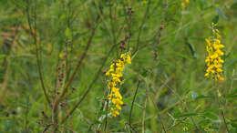 Image of West Indian rattlebox