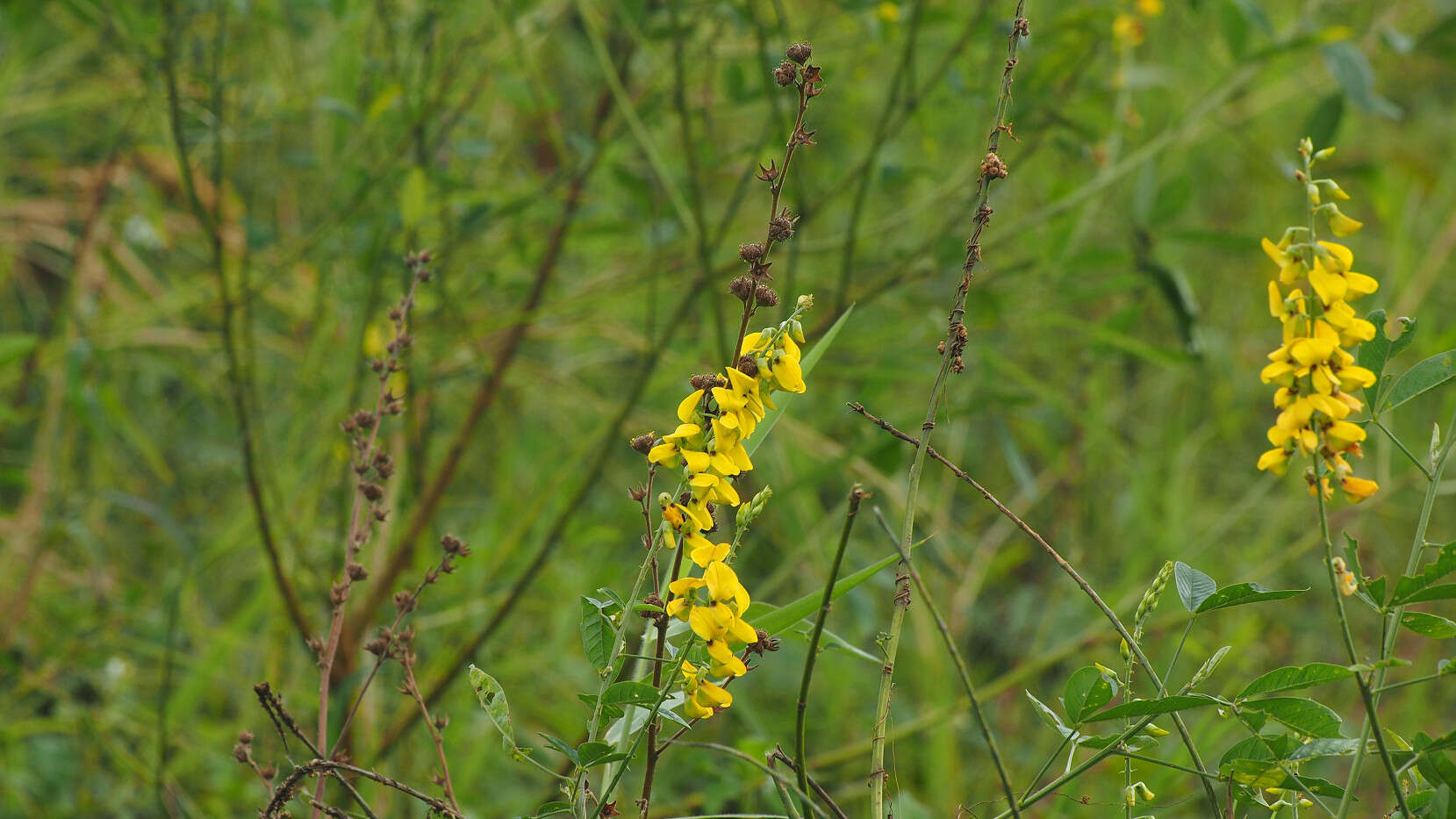 Image of West Indian rattlebox