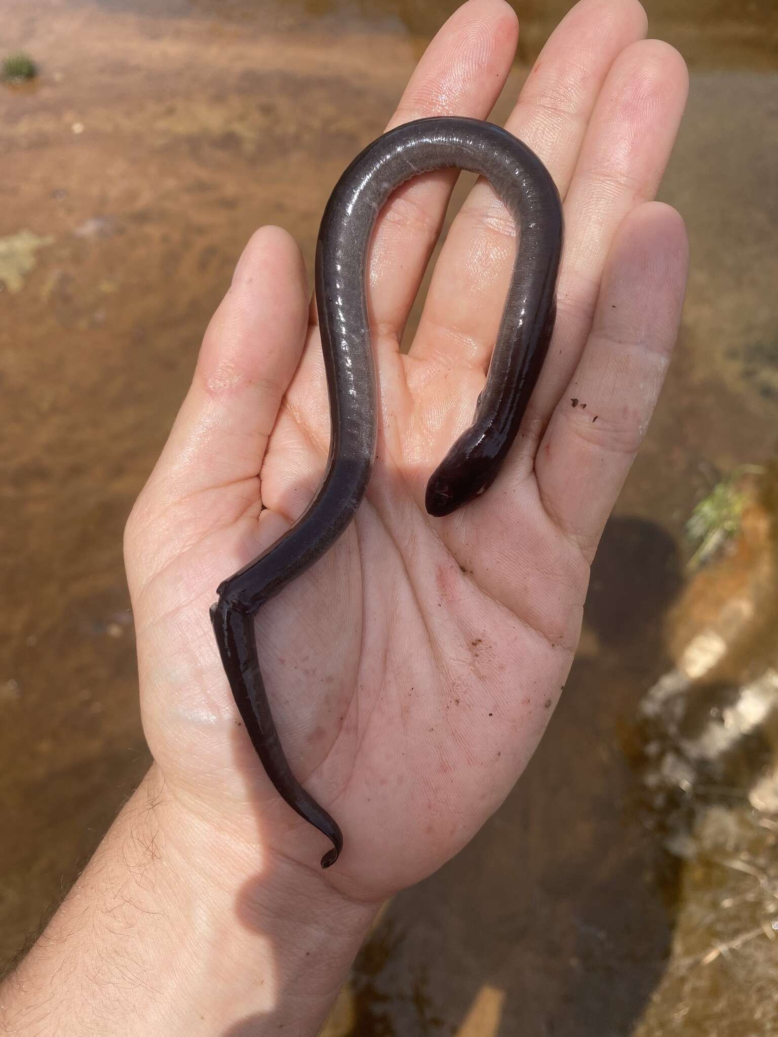 Plancia ëd Amphiuma pholeter Neill 1964