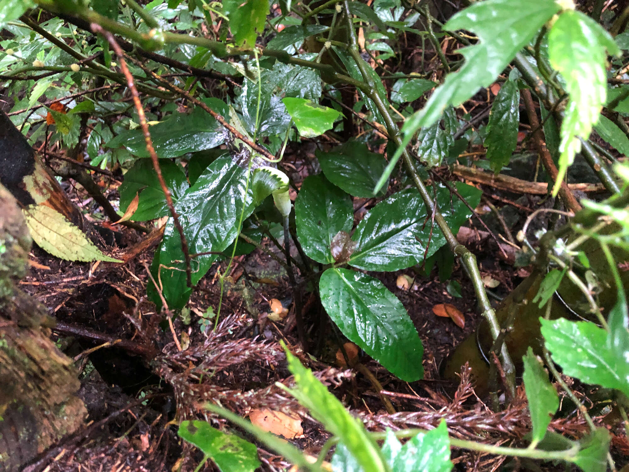 Image of Arisaema penicillatum N. E. Br.