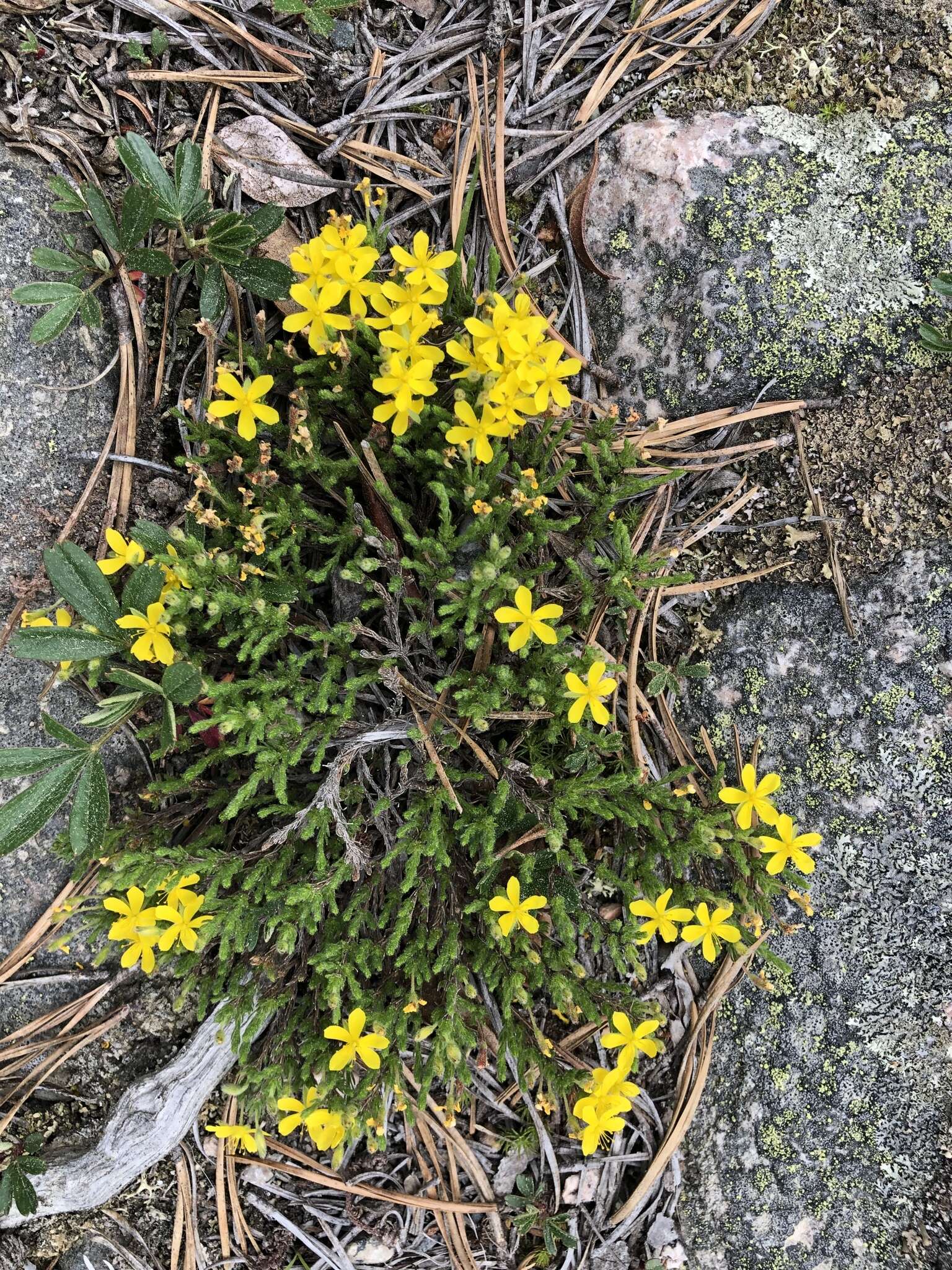 Image of pine barren goldenheather