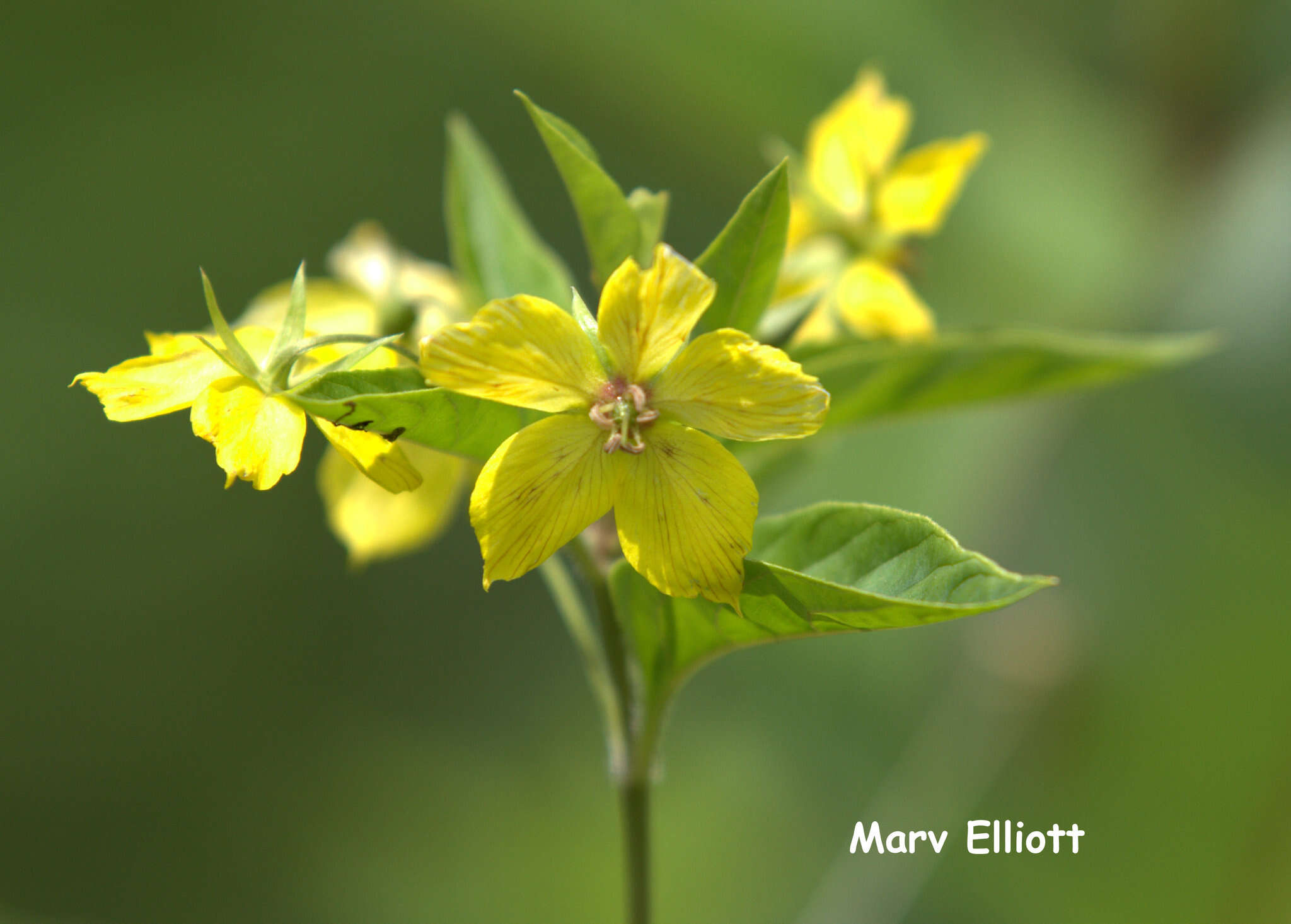 Image of fringed loosestrife