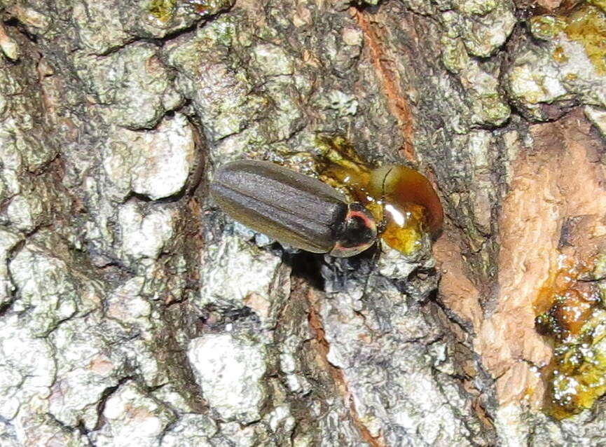 Image of Winter Firefly