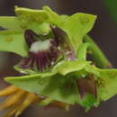 Image of Dendrobium fellowsii F. Muell.