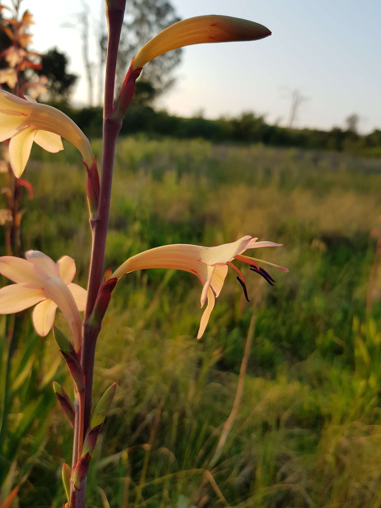 Image of bulbil bugle-lily