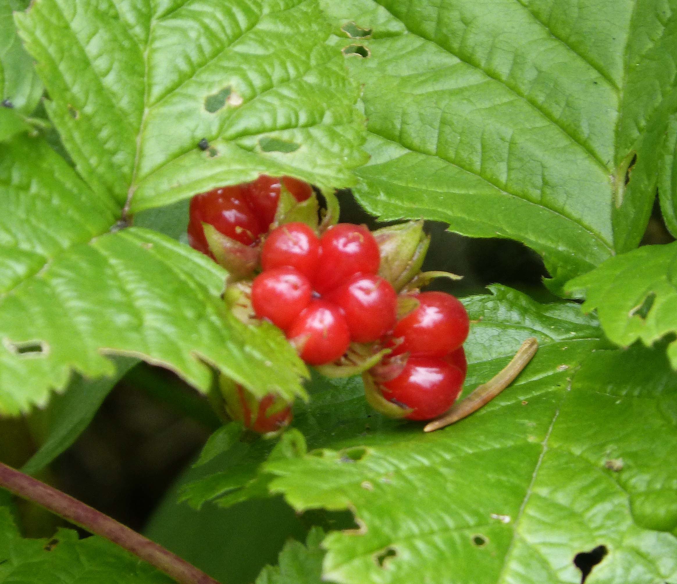 Rubus saxatilis (rights holder: gailhampshire)