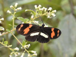 Image de Heliconius telesiphe Doubleday (1847)