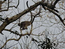 Trachypithecus pileatus (Blyth 1843) resmi