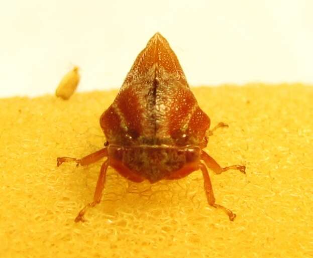 Image of Xantholobus mutica Fabricius